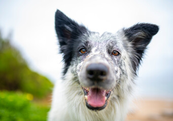 Selective focus on the dog's eyes. Portrait of a happy Border Collie dog in outdoors. Dog's face close up with beach background.