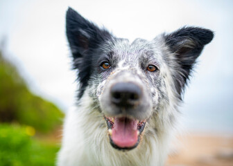 Selective focus on the dog's eyes. Portrait of a happy Border Collie dog in outdoors. Dog's face close up with beach background.