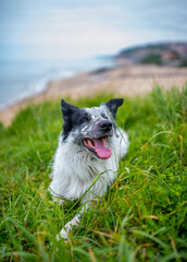 Portrait of a happy Border Collie dog lying on the grass in outdoors with beach background. Dog with tongue out.
