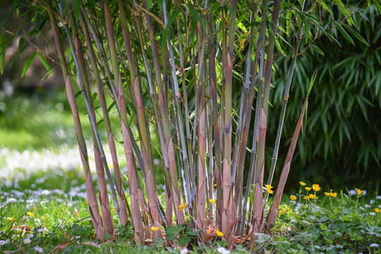 Bambou bleu de collection de la famille fargesia. Détail des nouveaux turions et cannes bleues entre le printemps et l'été. 