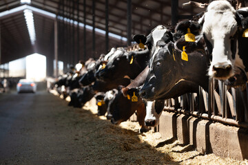 Cows in Dairy Farm