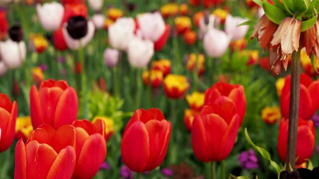 Multicolored tulips. Tulips of different colors. Flowerbed of tulips