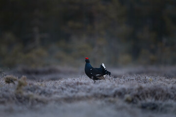 Male of black grouse on the meadow.  Black grouse during mating call. Nature during spring. 