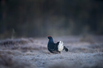 Male of black grouse on the meadow.  Black grouse during mating call. Nature during spring. 