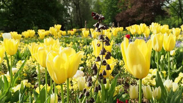 Multicolored tulips. Tulips of different colors. Flowerbed of tulips