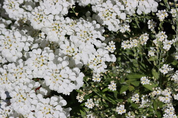 Immergrüne Schleifenblume - Iberis sempervirens