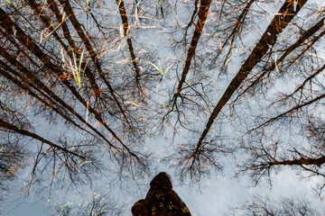 Reflection of woman in the water. The tops of the trees are reflected in the water of a wooden pool in the forest - 502481830