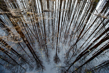 Top view of a wooden trail. The trees are reflected in the water of a wooden pool in the forest - 502481832