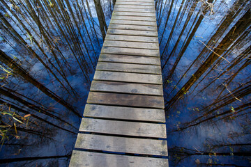 Top view of a wooden trail. The trees are reflected in the water of a wooden pool in the forest - 502481834