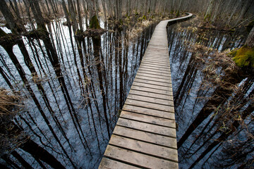 Top view of a wooden trail. The trees are reflected in the water of a wooden pool in the forest - 502481840