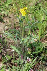 rühlings-Greiskraut oder Frühlings-Kreuzkraut (Senecio vernalis)
