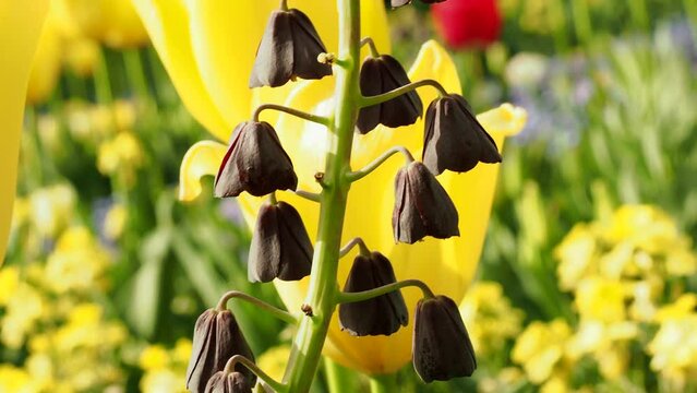 Multicolored tulips. Tulips of different colors. Flowerbed of tulips