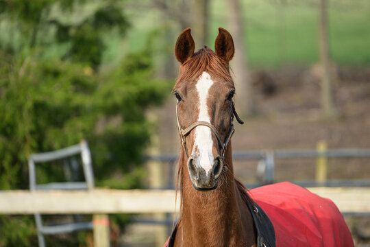 Saddlebred horse portrait