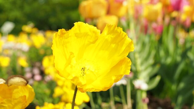Yellow tulips. Yellow tulip flower close up