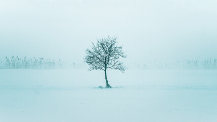 Freistehender Baum im Nebelkleid