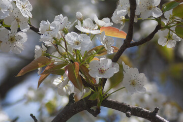 Common Pear Blossoms In Late April In New England