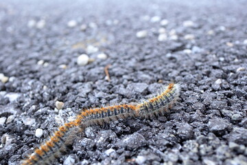 pine processionary Thaumetopoea pityocampa crossing the asphalt road, close up shot