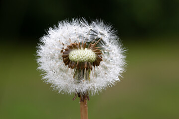 Dandelion seed head with water droplets