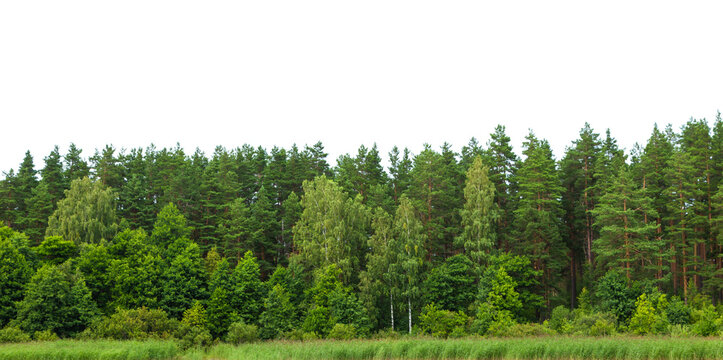 Lush dense forest located on the banks of the river. The landscape in the countryside with reeds is isolated.