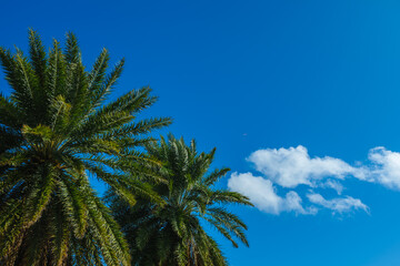 Obraz na płótnie Canvas Big palm trees against blue sky on a beautiful summer day