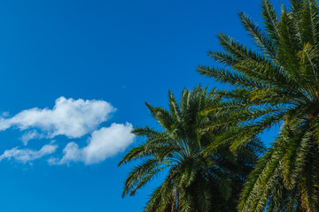 palm trees in the summer against blue cloudy sky 