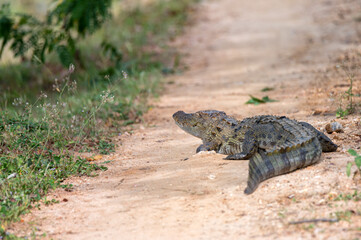 Mugger crocodile or Crocodylus palustris on river bank