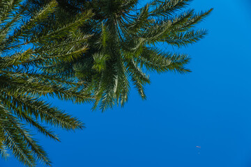 palm tree on a clear blue sky