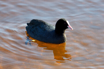 Eurasian Coot or Fulica atra on the water. Close-up portrait of a coot duck, black bird