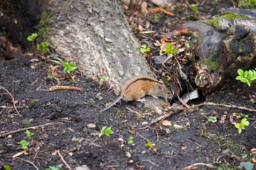 Field Mouse or Apodemus agrarius. Striped field mouse on a ground during a spring period