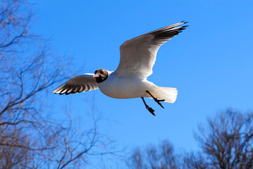 Ichthyaetus melanocephalus or Mediterranean Gull on blue sky and trees branches background