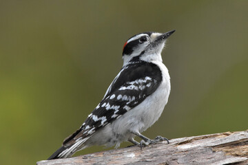 Male Downy Woodpecker perched on a log.
