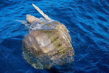 Olive ridley sea turtles or Lepidochelys olivacea performs mating ritual