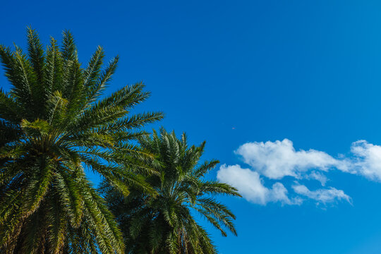 Big palm trees against blue sky on a beautiful summer day