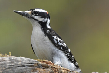 Male Hairy Woodpecker perched on a log.
