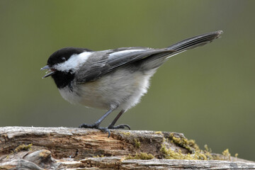 Black-Capped Chickadee perched on a dead log.