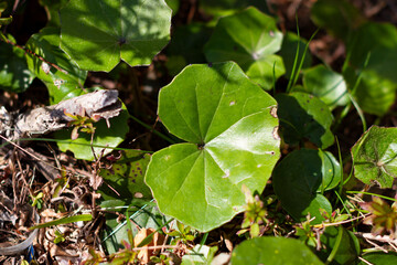 Farfugium japonicum or Ligularia tussilaginea also known as leopard plant under sunlight in Japanese spring