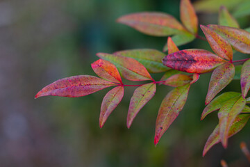 Fototapeta premium Change from green to red color of the leaves of the Ternstroemia gymnanthera also known as Cleyera japonica or Sakaki in Japanese. Sakaki is considered a sacred tree in the Shinto religion