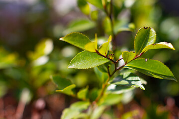 Green leaves of the Ilex crenata, the Japanese holly or box-leaved holly also known as inutsuge in Japanese