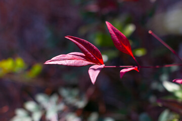 Obraz premium Red leaves of the Ternstroemia gymnanthera also known as Cleyera japonica or Sakaki in Japanese. Sakaki is considered a sacred tree in the Shinto religion