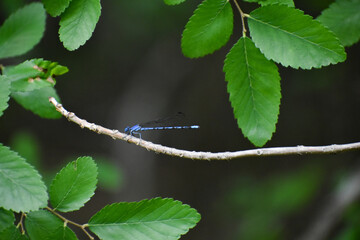 leaves on a branch