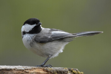 Black-Capped Chickadee.