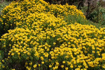 Abundant bright yellow flowering of genista hispanica or the Spanish broom plants