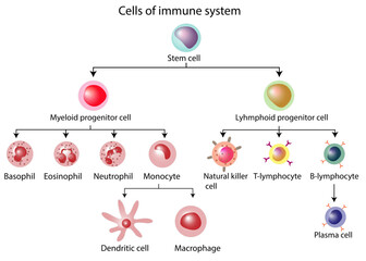Fototapeta Cells of the innate and adaptive immune system, Hematopoiesis cell type scheme, stem cell, B and T lymphocytes, Basophil, neutrophil, eosinophil, monocyte, dendritic cell, macrophage and plasma cells obraz