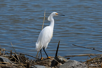Snowy egret in an estuary. It is a small white heron also known as a little egret or aigrette. The bird is all white with a black bill, black legs, and yellow feet.