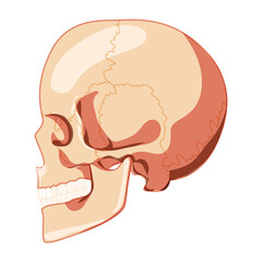 Skull Skeleton Human head side lateral view with teeth row. Human head model. Set of chump realistic 3D flat natural color concept Vector illustration of anatomy isolated on white background