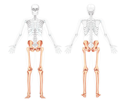 Lower limbs Skeleton front back view with side open arm poses partly transparent body position. Anatomically correct Human Pelvis with legs, Thighs Feet, ankles 3D realistic flat Vector illustration