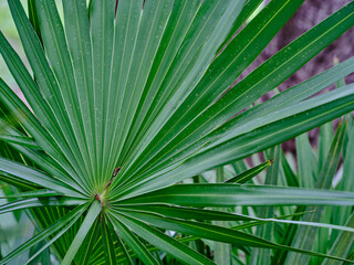 Green Tropical plants in a Florida garden

