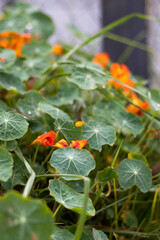 red and yellow leaves