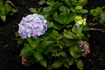 hydrangea flowers