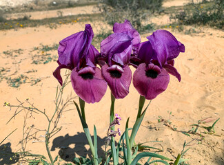 Negev iris or Iris Mariae